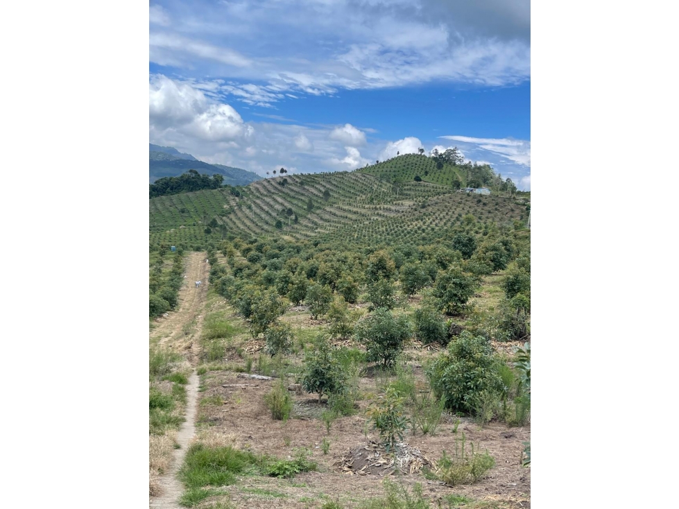 VENTA FINCA AGUACATES EN AGUADAS, CALDAS, VEREDA PORE - 2