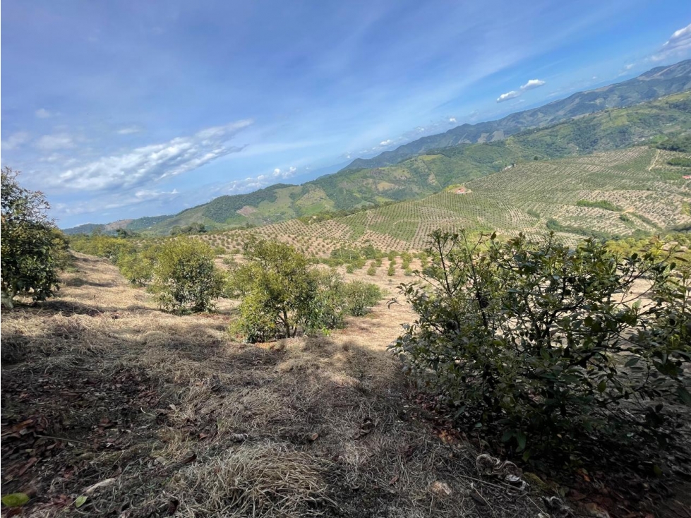 VENTA FINCA AGUACATES EN AGUADAS, CALDAS, VEREDA PORE - 3