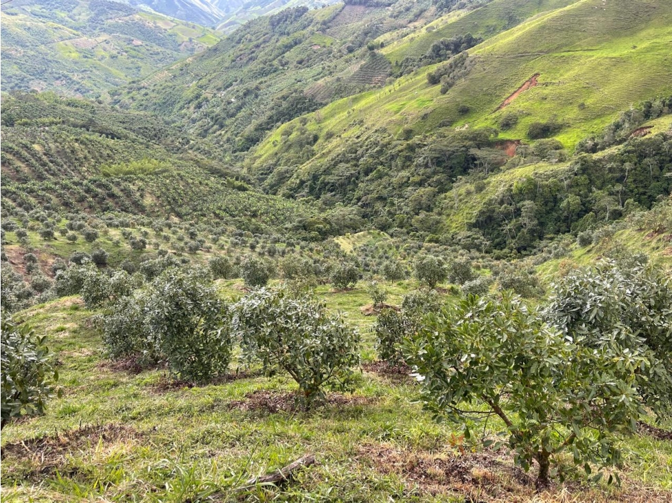 VENTA FINCA AGUACATES EN AGUADAS, CALDAS, VEREDA PORE - 4