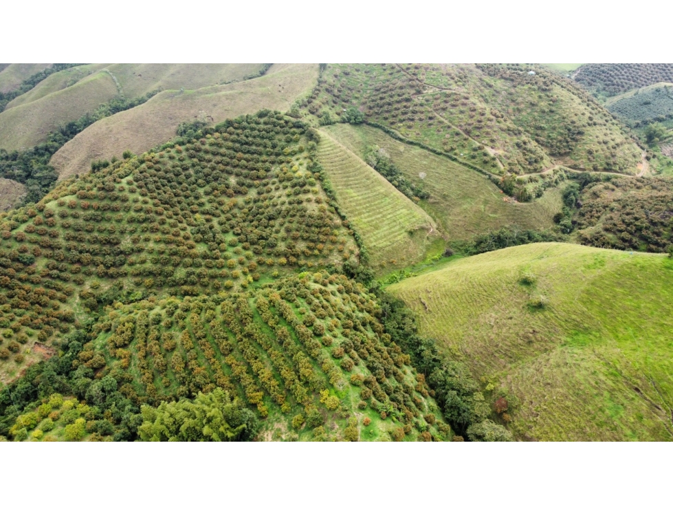 VENTA FINCA AGUACATES EN AGUADAS, CALDAS, VEREDA PORE - 6