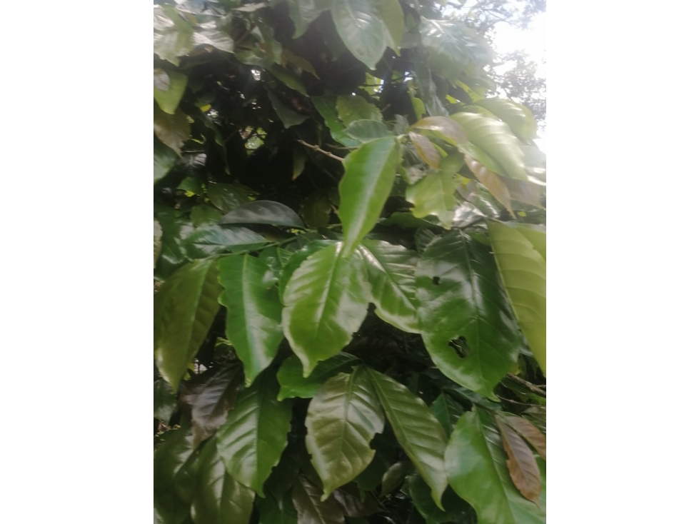 VENTA FINCA EN CONCORDIA, VEREDA BURGOS - 6