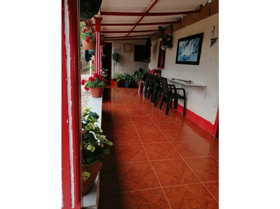 VENTA FINCA EN CONCORDIA, VEREDA BURGOS - 1