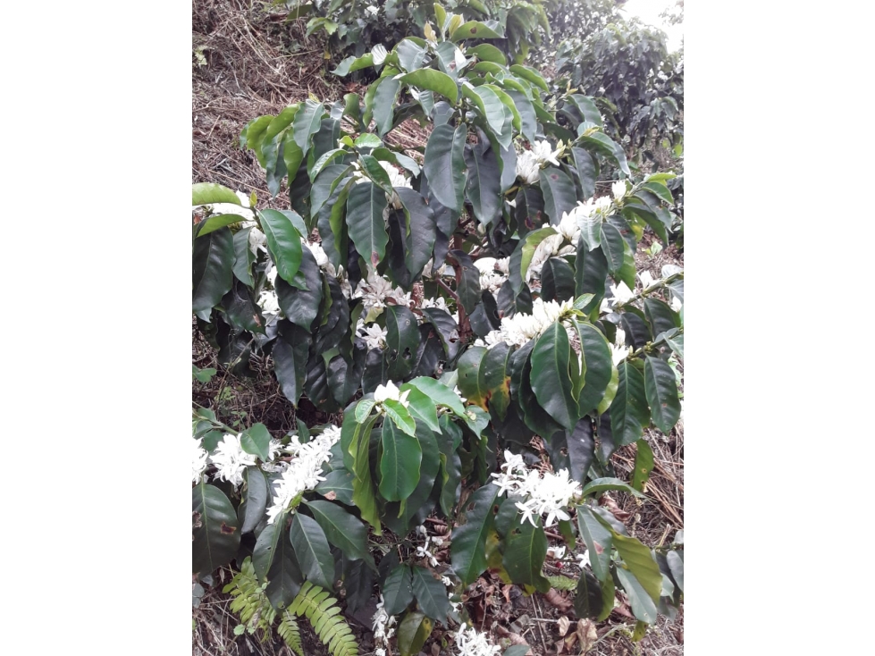 VENTA FINCA-LOTE EN JARDÍN, VEREDA GIBRALTAR - 6