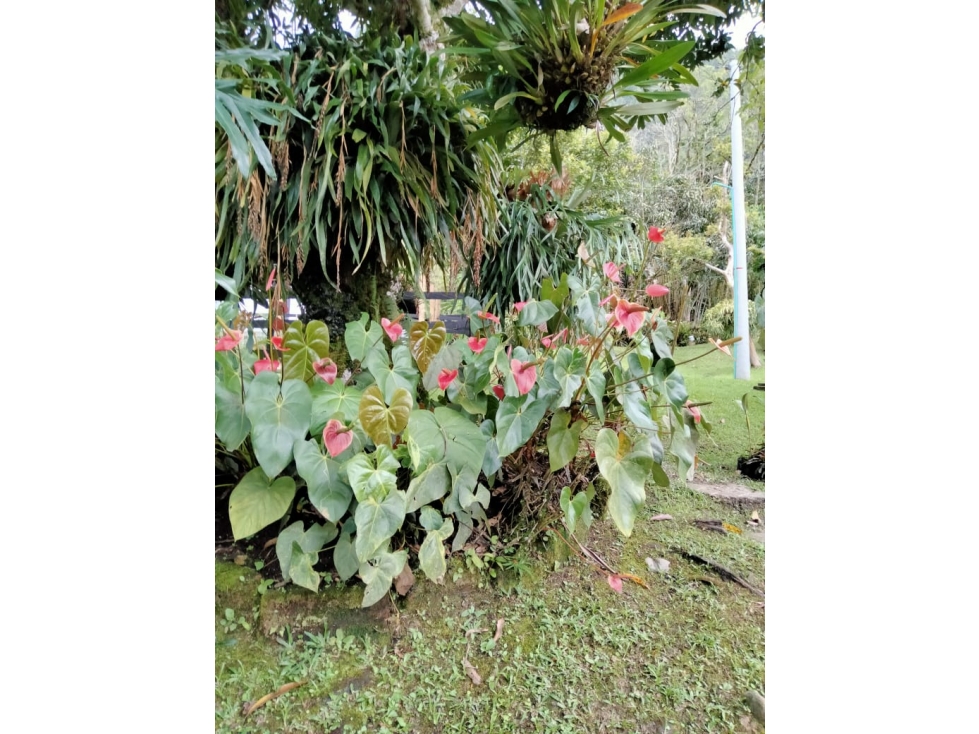VENTA FINCA EN VENECIA, VEREDA VILLA SILVIA - 6