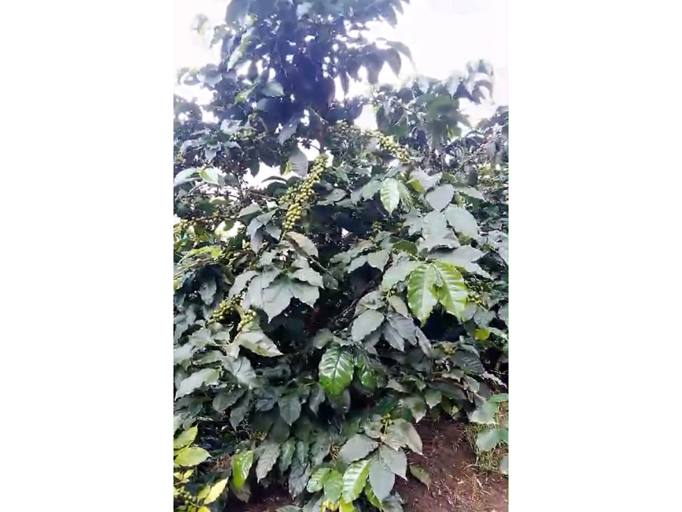 VENTA FINCA EN JARDÍN, ALTO DEL INDIO - 6