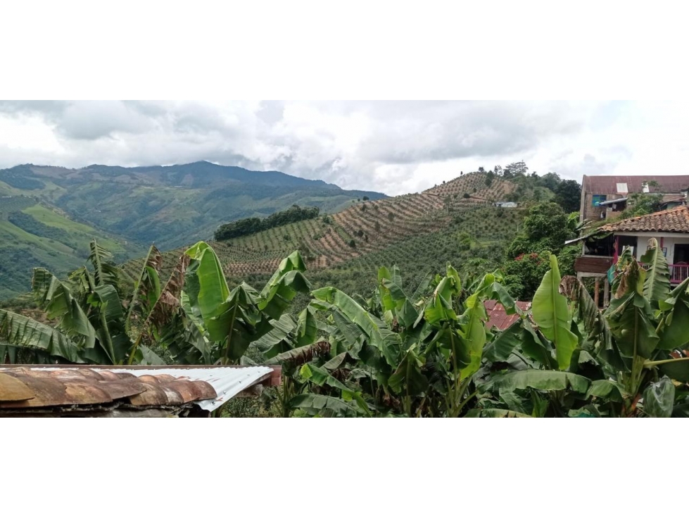 VENTA FINCA AGUACATES EN AGUADAS, CALDAS, VEREDA PORE - 5