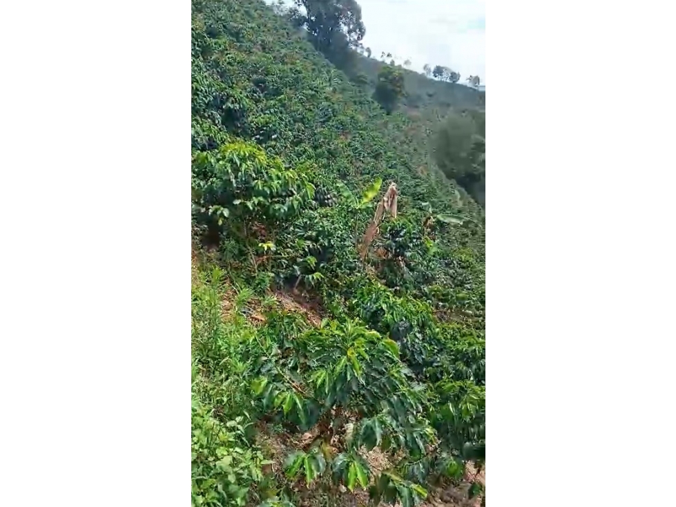 VENTA FINCA CAFETERA EN BETANIA, VEREDA TRAVESIAS — foto 4