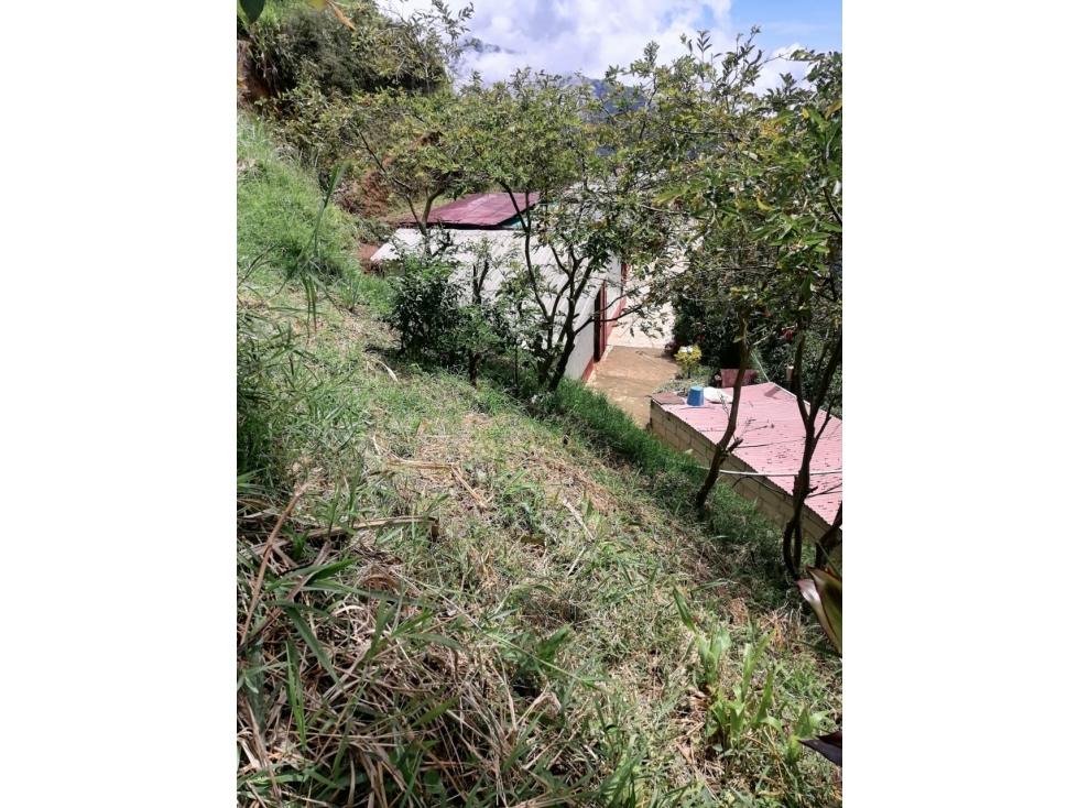 VENTA FINCA EN CONCORDIA, VEREDA BURGOS - 5