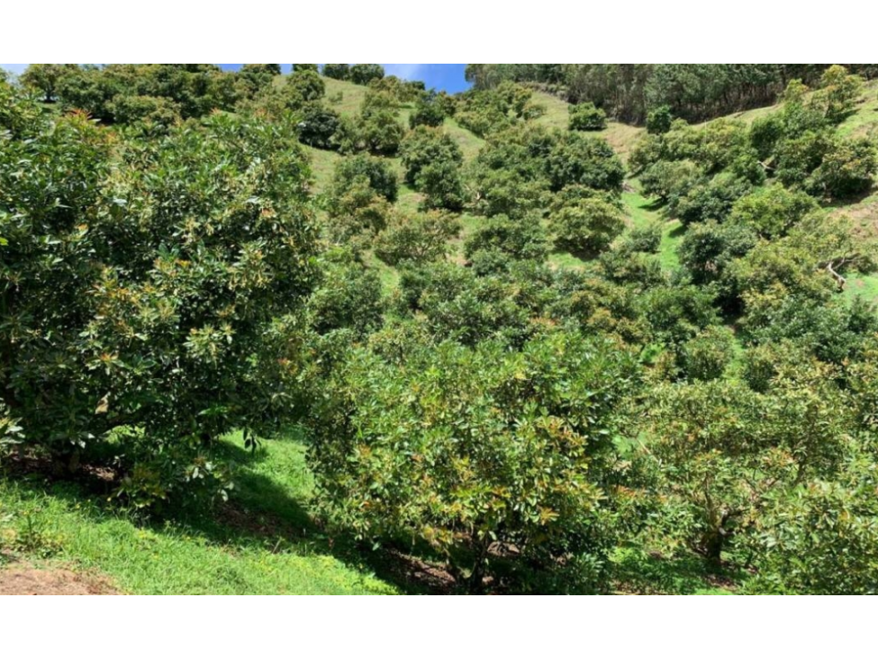 Venta lote en Guarne, Antioquia. — foto 6