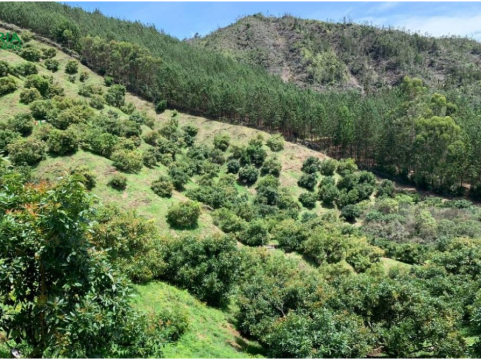 Venta lote en Guarne, Antioquia. — foto 2