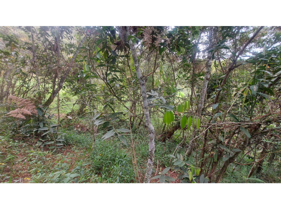 Lote en Venta en San Viecente de Ferrer Vda San Nicolas — foto 6