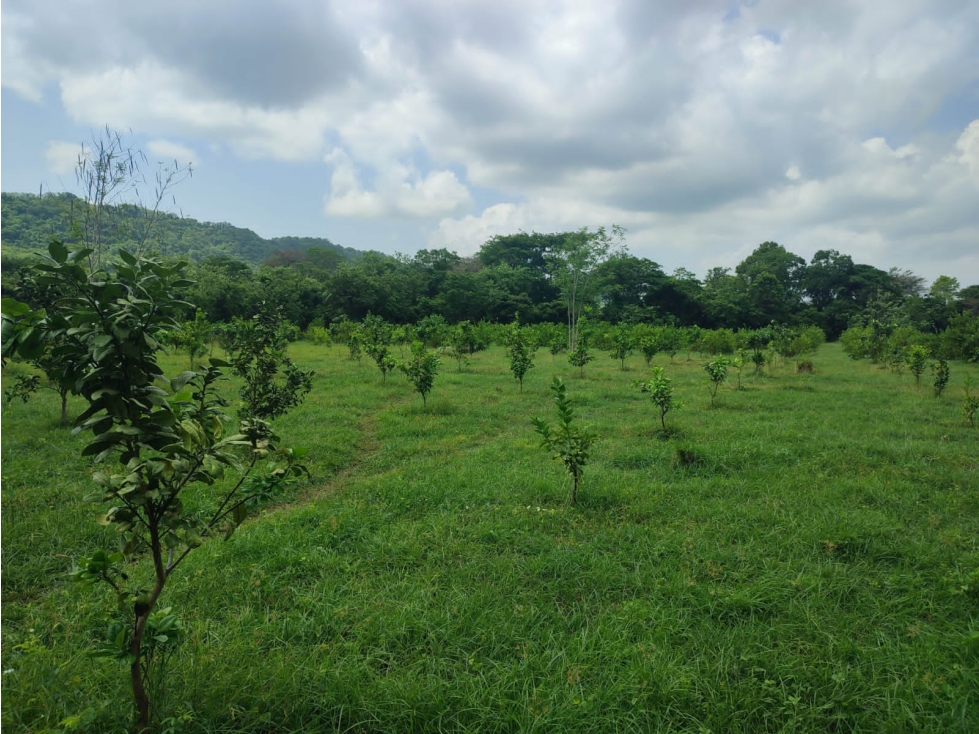 FINCA EN VENTA - Entre PIOJO y JUAN DE ACOSTA - 1