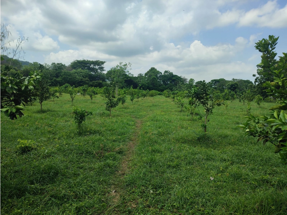 FINCA EN VENTA - Entre PIOJO y JUAN DE ACOSTA - 2