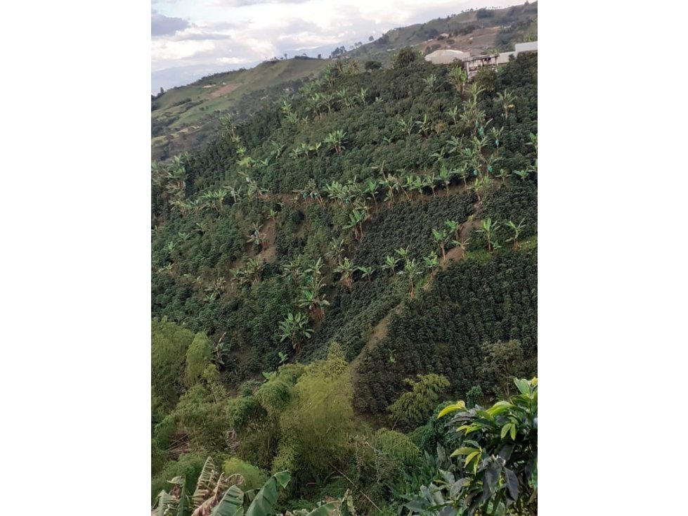Finca con café y plátano para la venta - 1