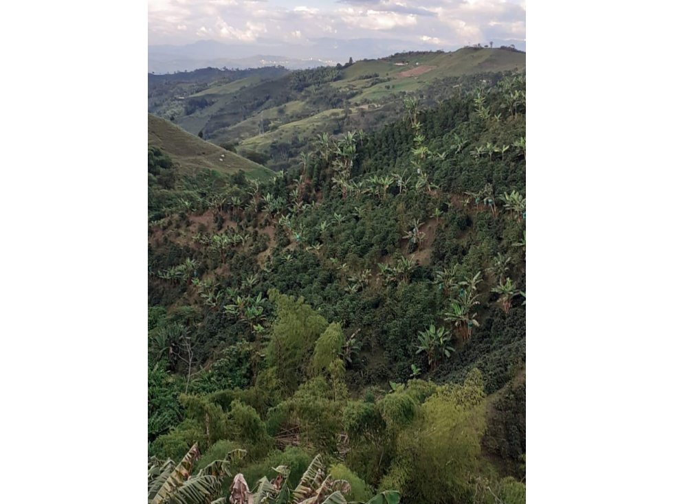 Finca con café y plátano para la venta - 2