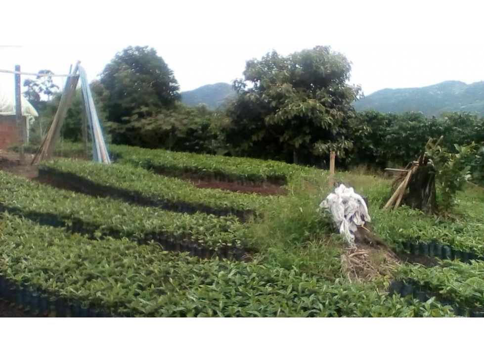 Finca con café y plátano para la venta - 3