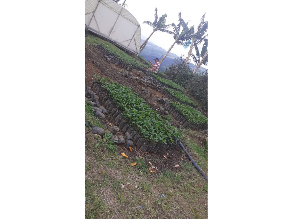 Finca con café y plátano para la venta - 5
