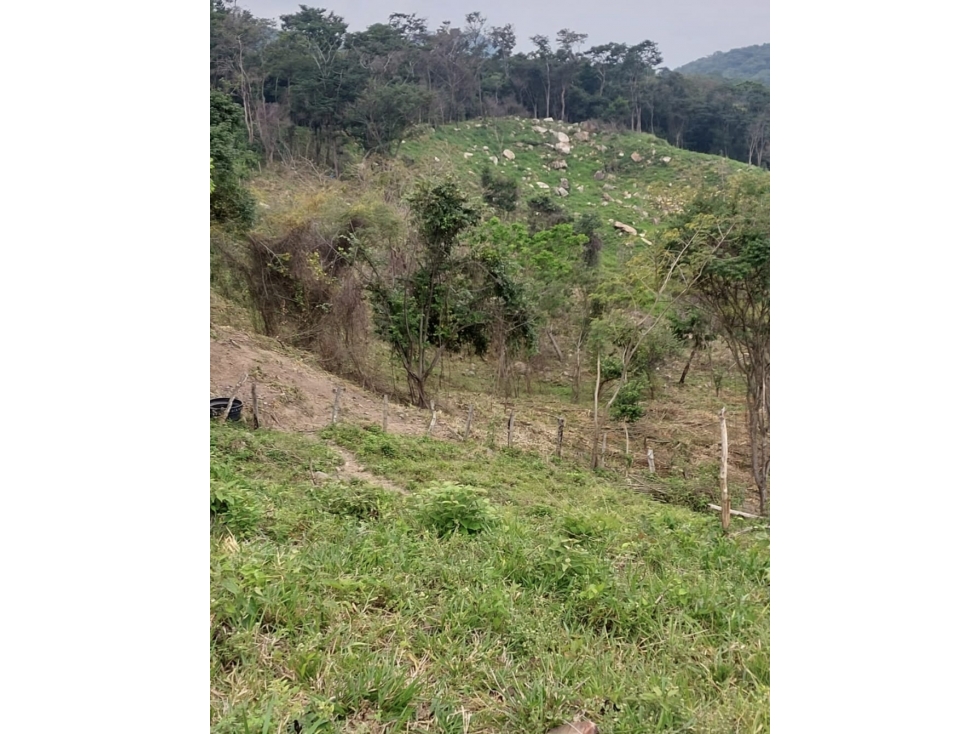 VENDO FINCA DE 81 HECTAREAS EN DURANIA - 5