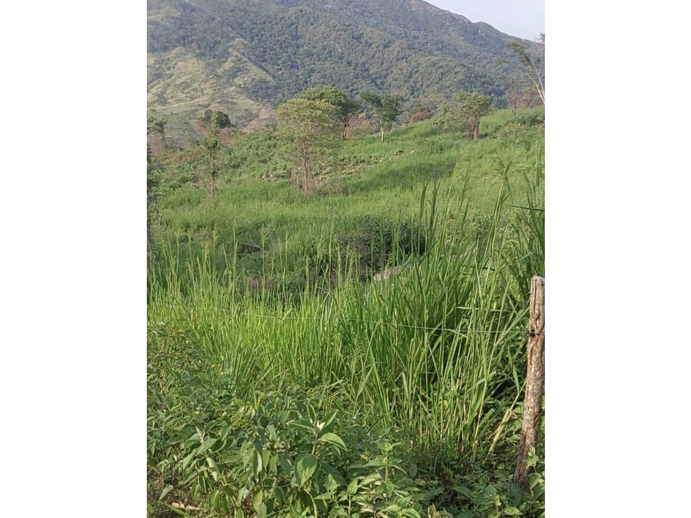 VENDO FINCA DE 81 HECTAREAS EN DURANIA - 6