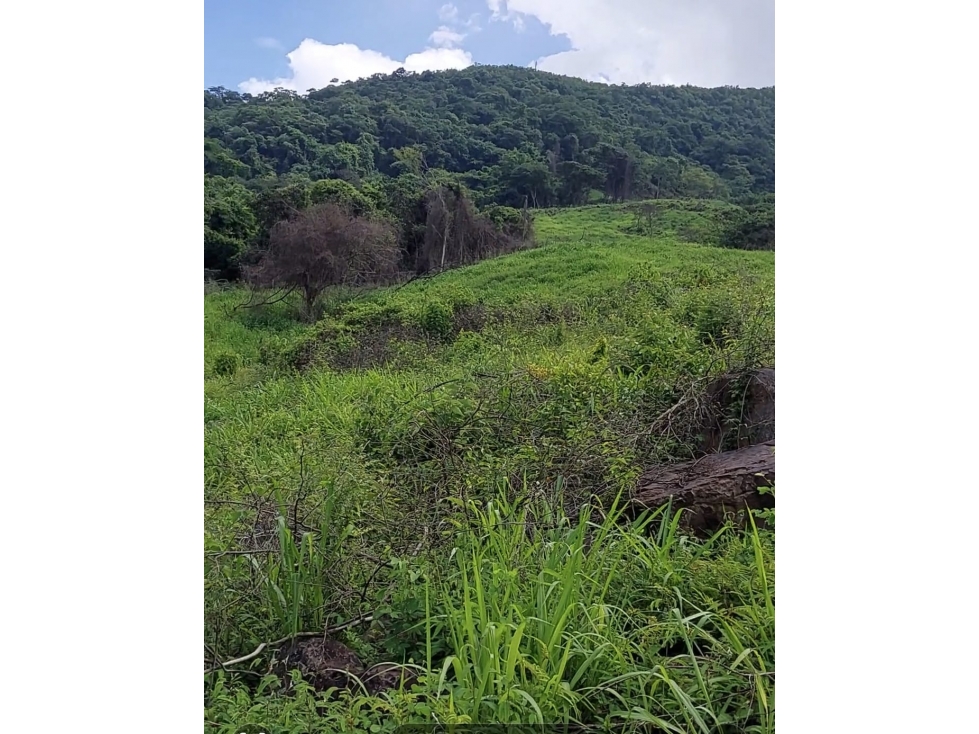 VENDO FINCA DE 81 HECTAREAS EN DURANIA - 4