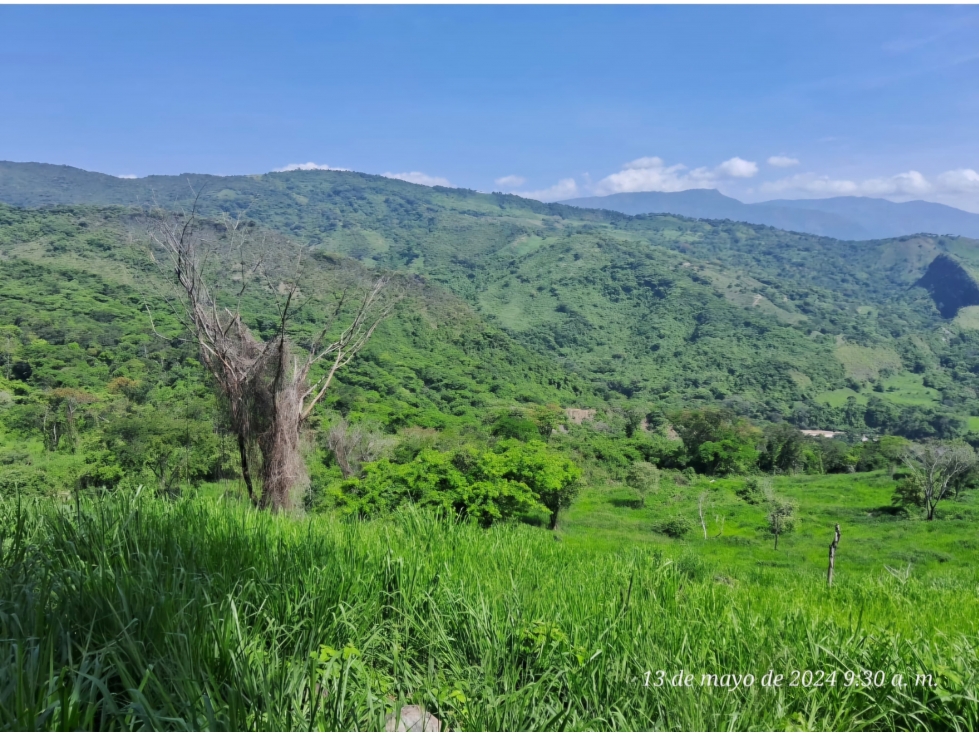 VENDO FINCA DE 81 HECTAREAS EN DURANIA - 2