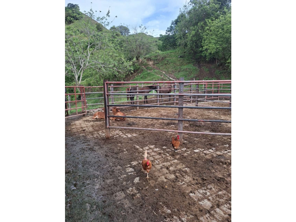 VENDO FINCA EN BOLOMBOLO VENECIA SUROESTE DE ANTIQUIA DE 120 CUADRAS