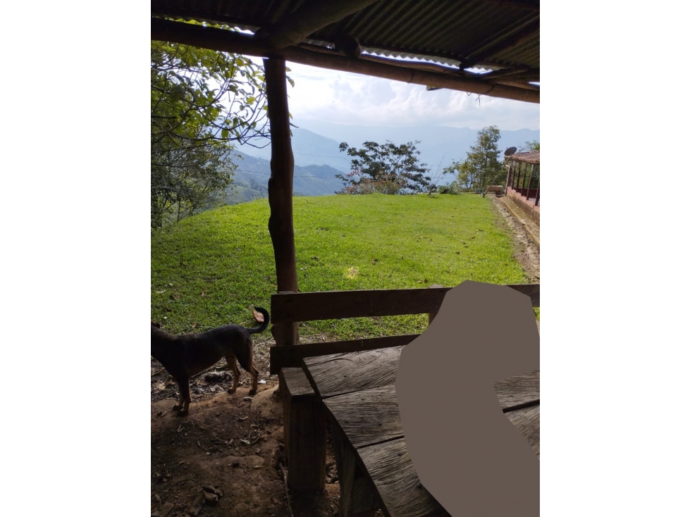 VENDO FINCA DE 9 CUADRAS CON MARRANERAS ENTRE BARBOSA Y PORCE - 6
