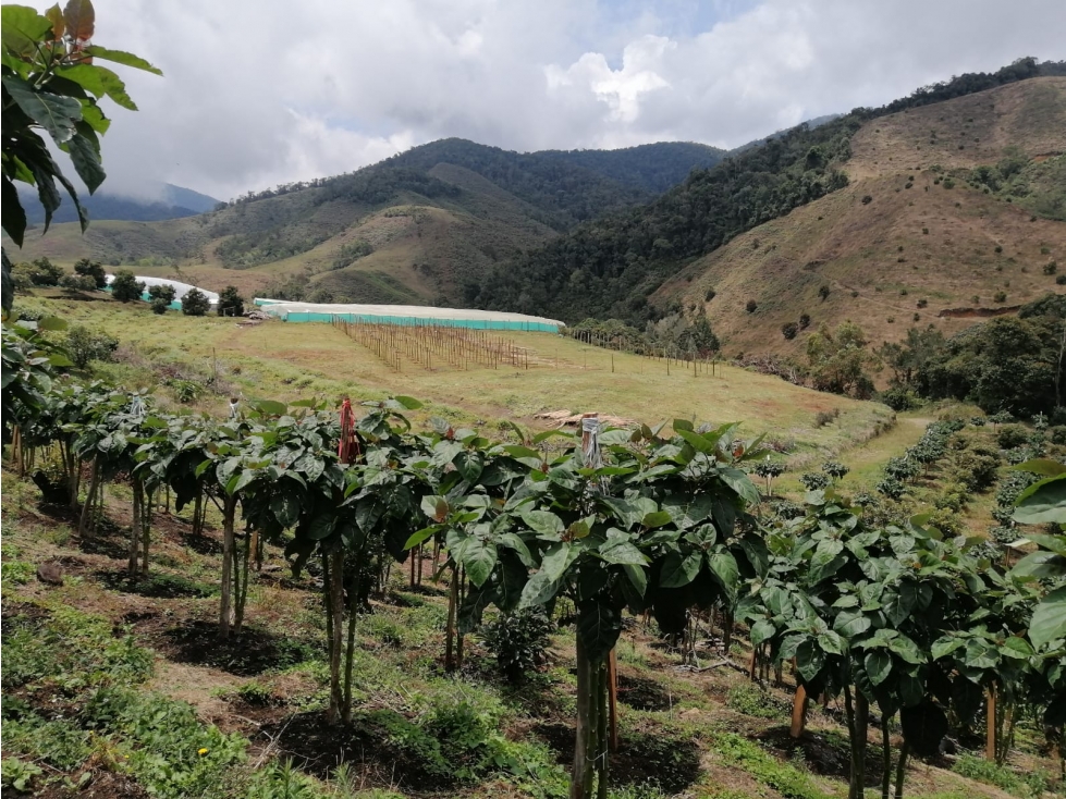 VENDO FINCA EN URRAO DE 63 HECTÁREAS DE VOCACIÓN AGRÍCOLA - 3