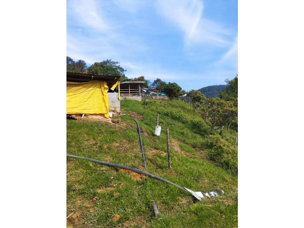 VENDO FINCA DE 9 CUADRAS CON MARRANERAS ENTRE BARBOSA Y PORCE - 5