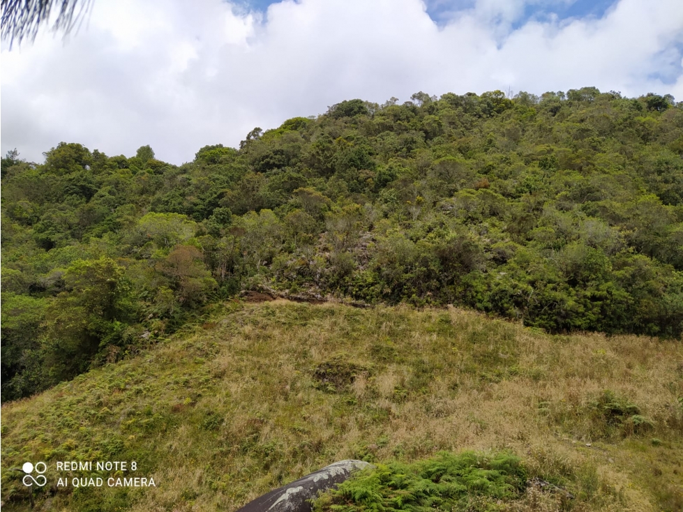 VENDO FINCA EN SONSÓN DE 14 Ha MULTIPROPÓSITO CON AGUACATE HASS - 5