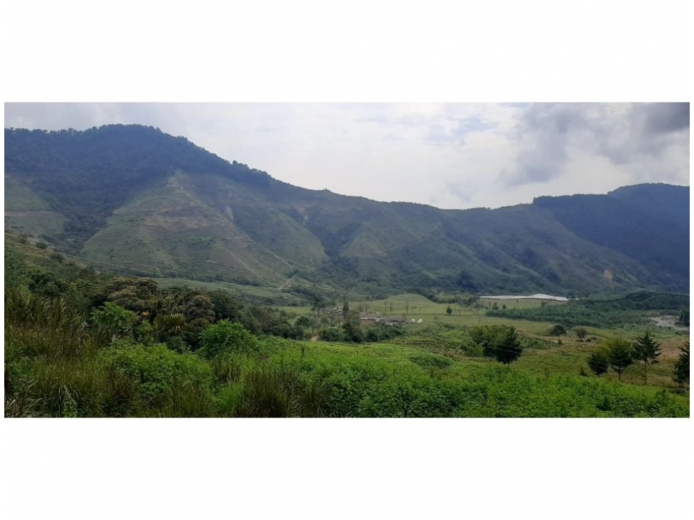 VENDO FINCA EN SALGAR ANTIOQUIA DE 2.000 HA CON BOSQUE PARA CULTIVOS - 2