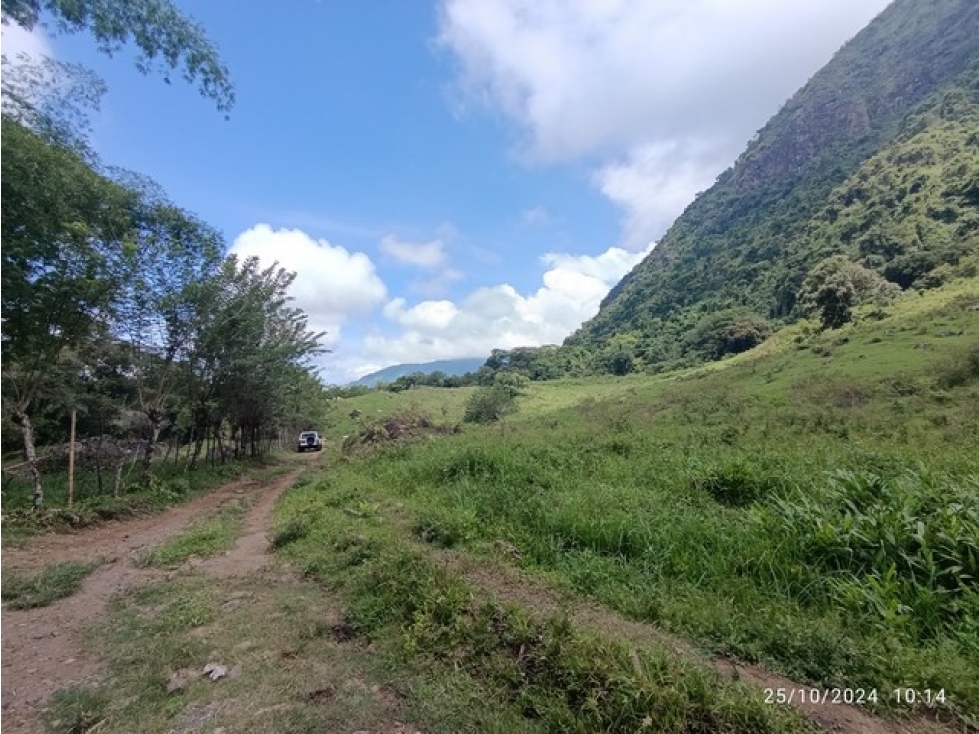 VENDO FINCA GANADERA DE 123 CUADRAS CERCA A MARSELLA EN FREDONIA - 3