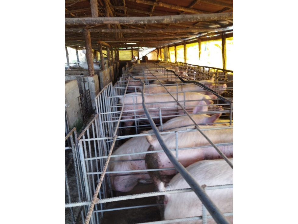 VENDO FINCA DE 9 CUADRAS CON MARRANERAS ENTRE BARBOSA Y PORCE - 3