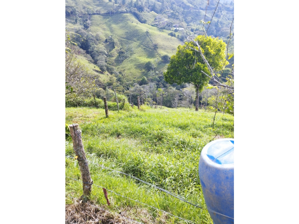 VENDO FINCA DE 9 CUADRAS CON MARRANERAS ENTRE BARBOSA Y PORCE - 4