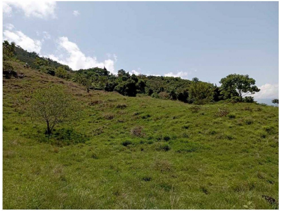 VENDO FINCA DE 30 CUADRAS PARA GANADERÍA EN LA PINTADA - 1