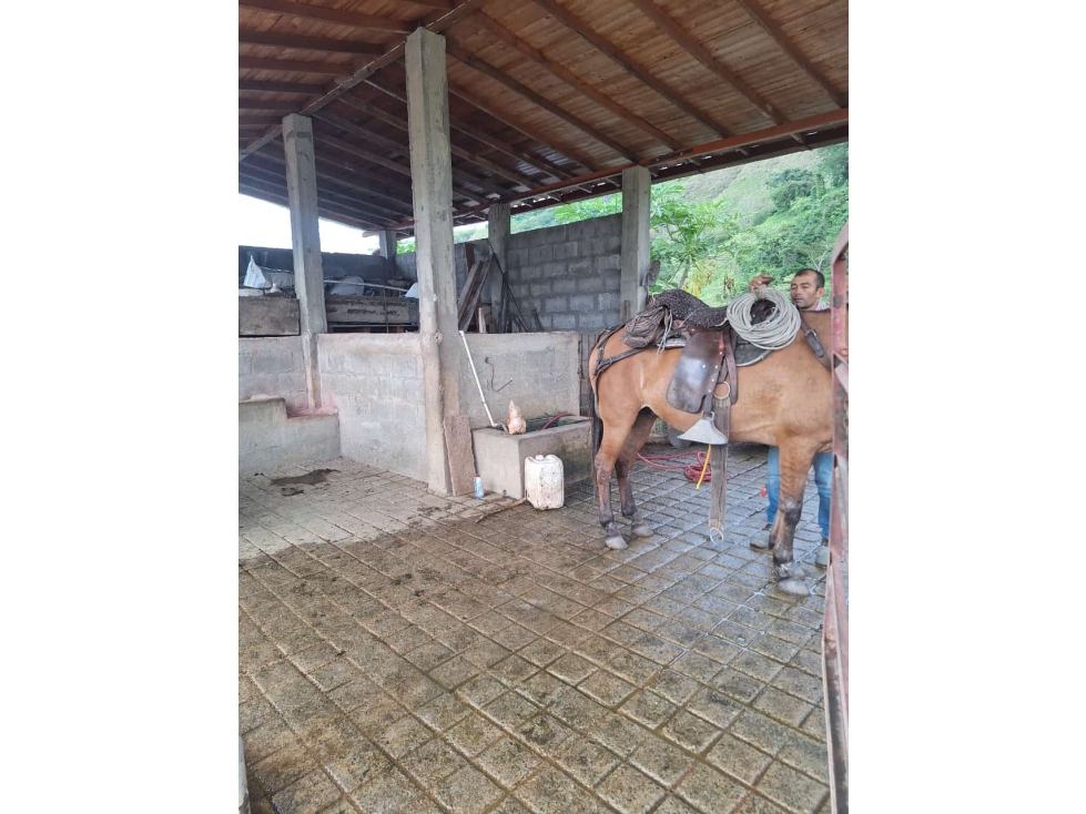 VENDO FINCA EN BOLOMBOLO VENECIA SUROESTE DE ANTIQUIA DE 120 CUADRAS — foto 4