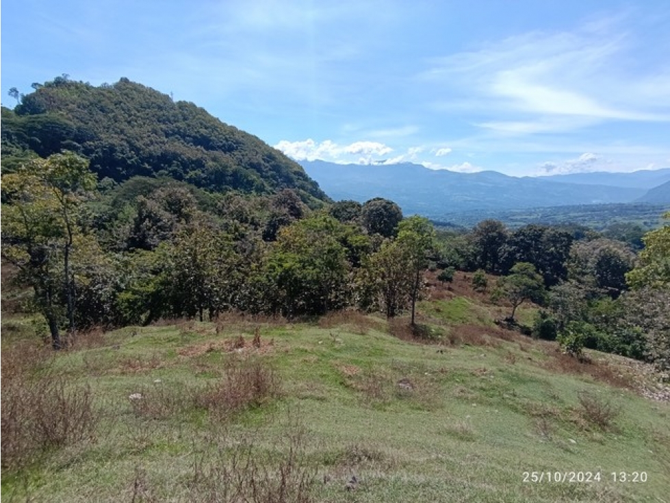 VENDO FINCA / LOTE GANADERA DE 20 CUADRAS CERCA A MARSELLA EN FREDONIA - 4