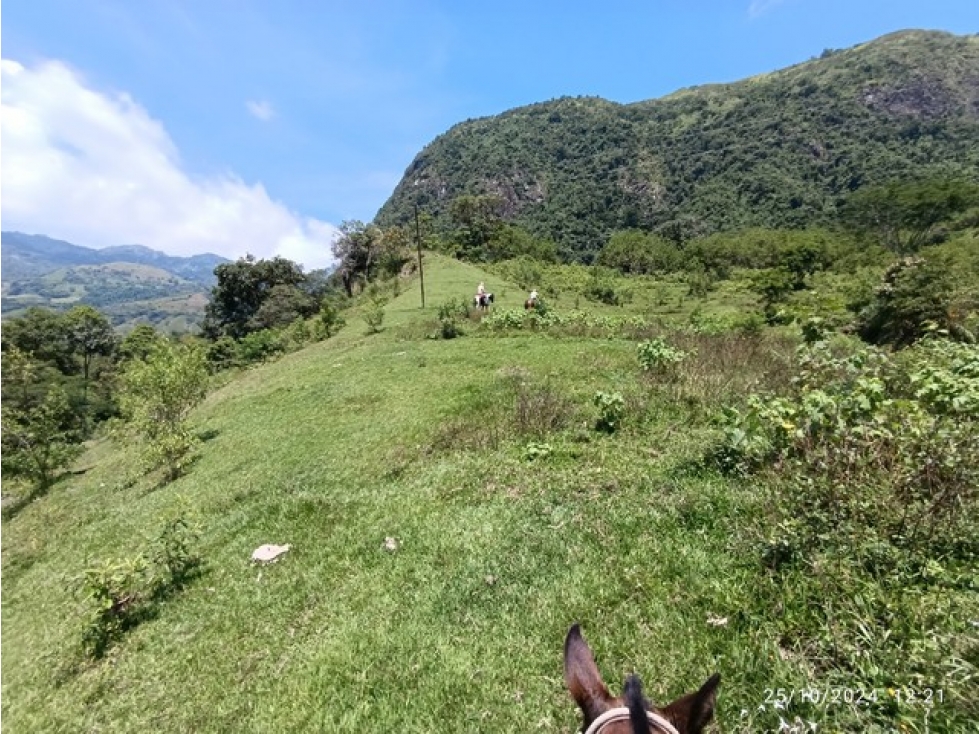 VENDO FINCA GANADERA DE 123 CUADRAS CERCA A MARSELLA EN FREDONIA - 4