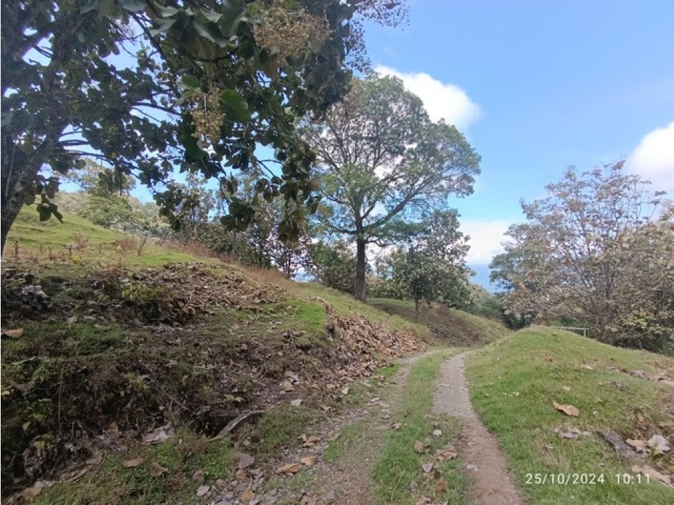 VENDO FINCA / LOTE GANADERA DE 20 CUADRAS CERCA A MARSELLA EN FREDONIA - 5