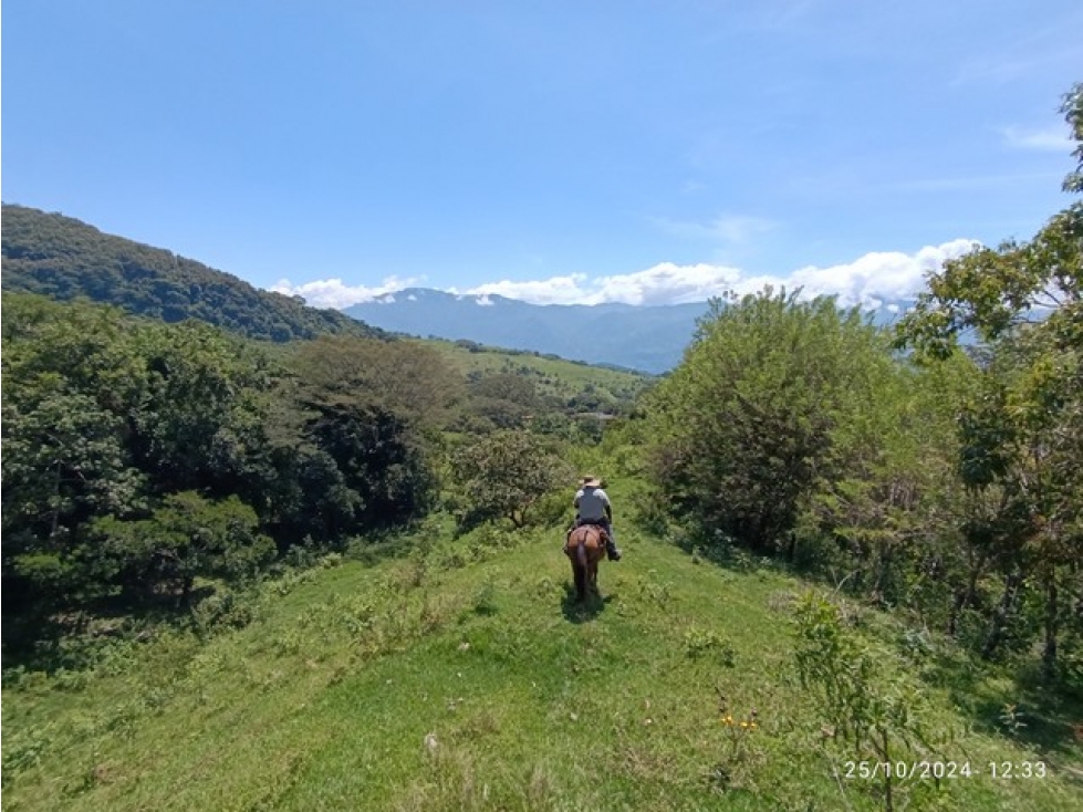 VENDO FINCA GANADERA DE 123 CUADRAS CERCA A MARSELLA EN FREDONIA - 5