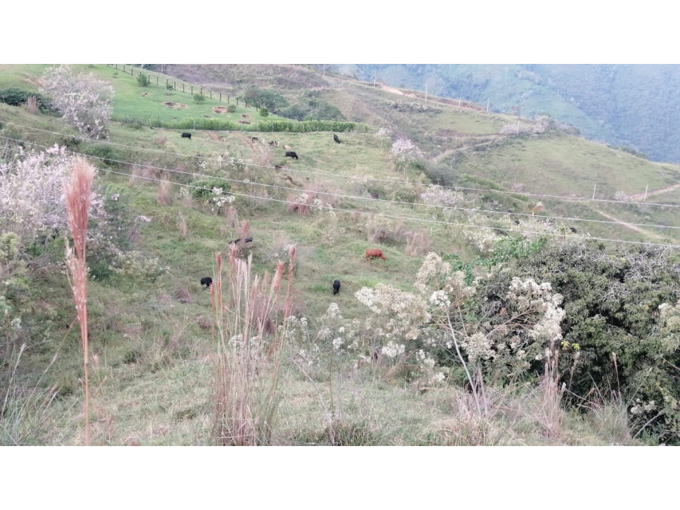 VENDO LOTE DE 6,75 CUADRAS EN VENECIA VEREDA CON VISTA A CERRO TUSA - 5