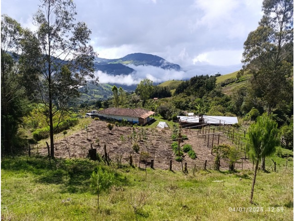 VENDO FINCA EN SONSÓN DE 14 Ha MULTIPROPÓSITO CON AGUACATE HASS - 2