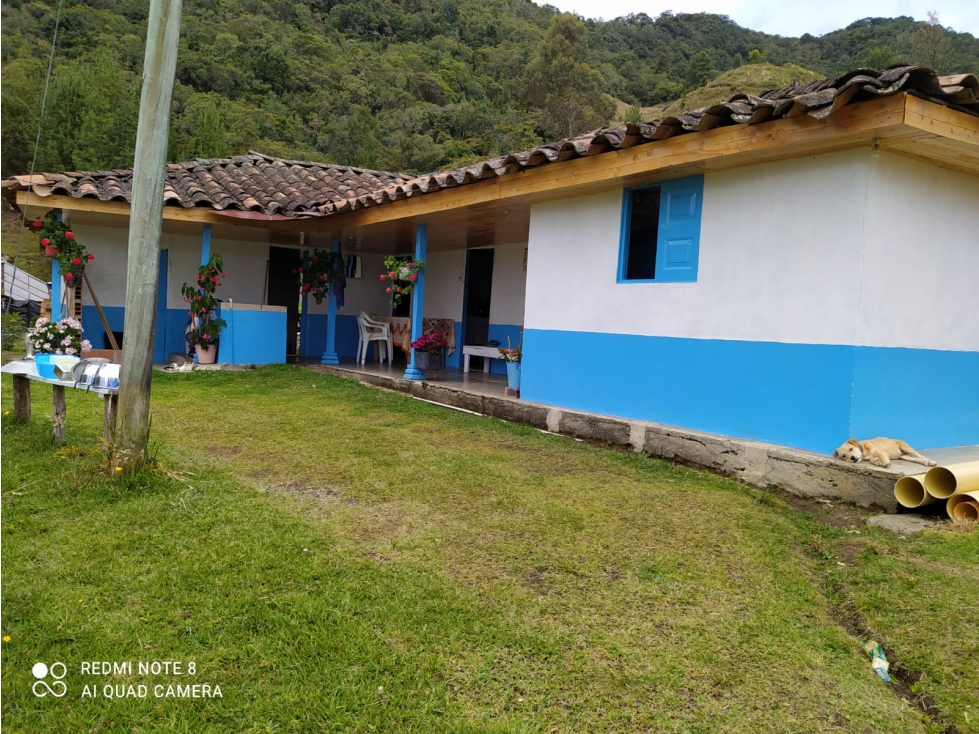 VENDO FINCA EN SONSÓN DE 14 Ha MULTIPROPÓSITO CON AGUACATE HASS - 1