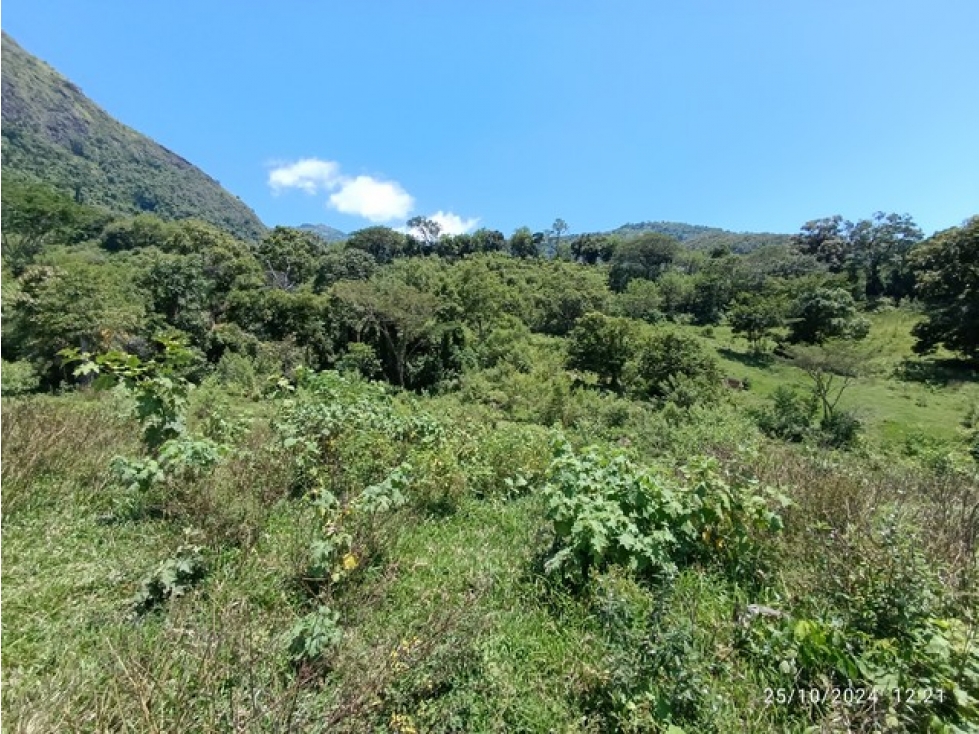 VENDO FINCA GANADERA DE 123 CUADRAS CERCA A MARSELLA EN FREDONIA - 6