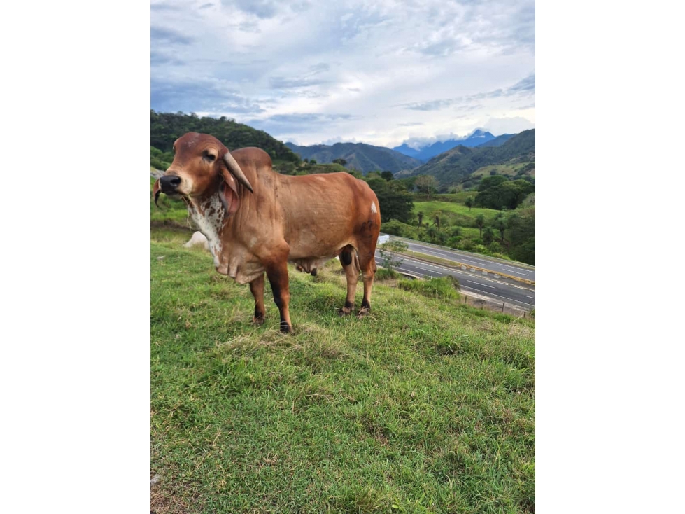 VENDO FINCA EN BOLOMBOLO VENECIA SUROESTE DE ANTIQUIA DE 120 CUADRAS — foto 2