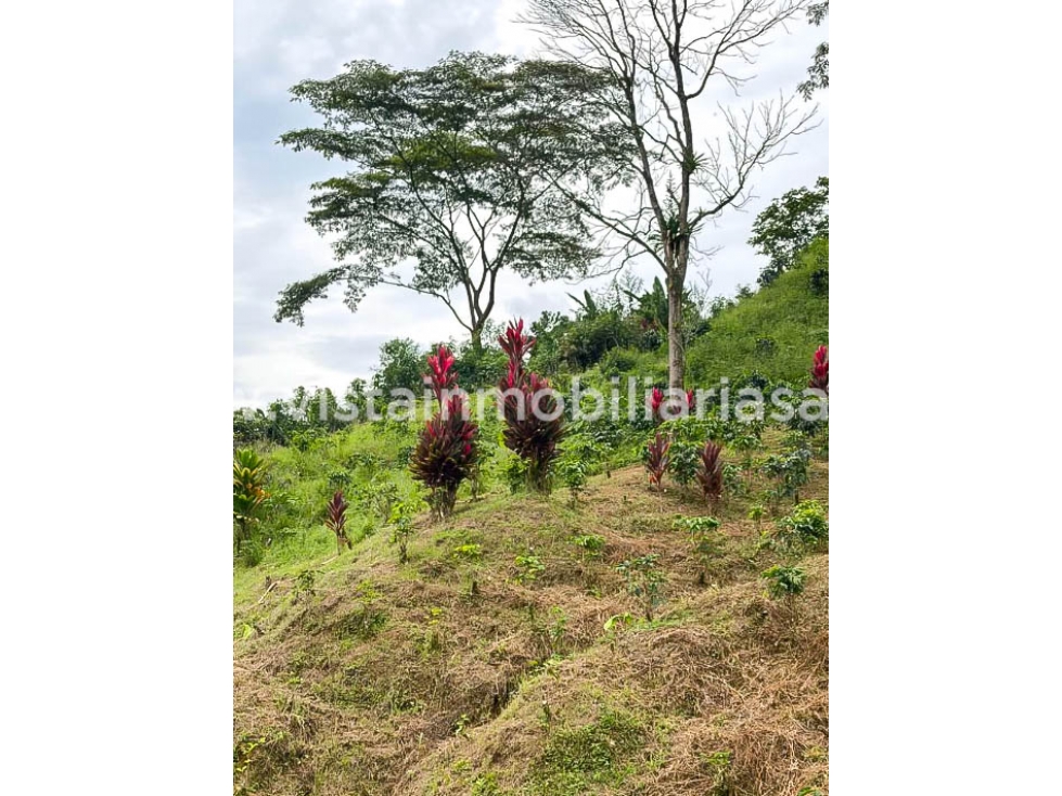 Venta Lote Sector Tarapaca, Risaralda — foto 4