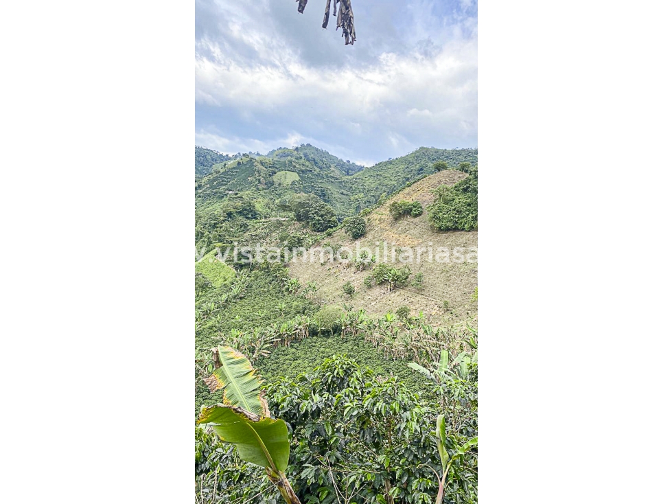 Venta Finca Chinchina, Caldas — foto 4