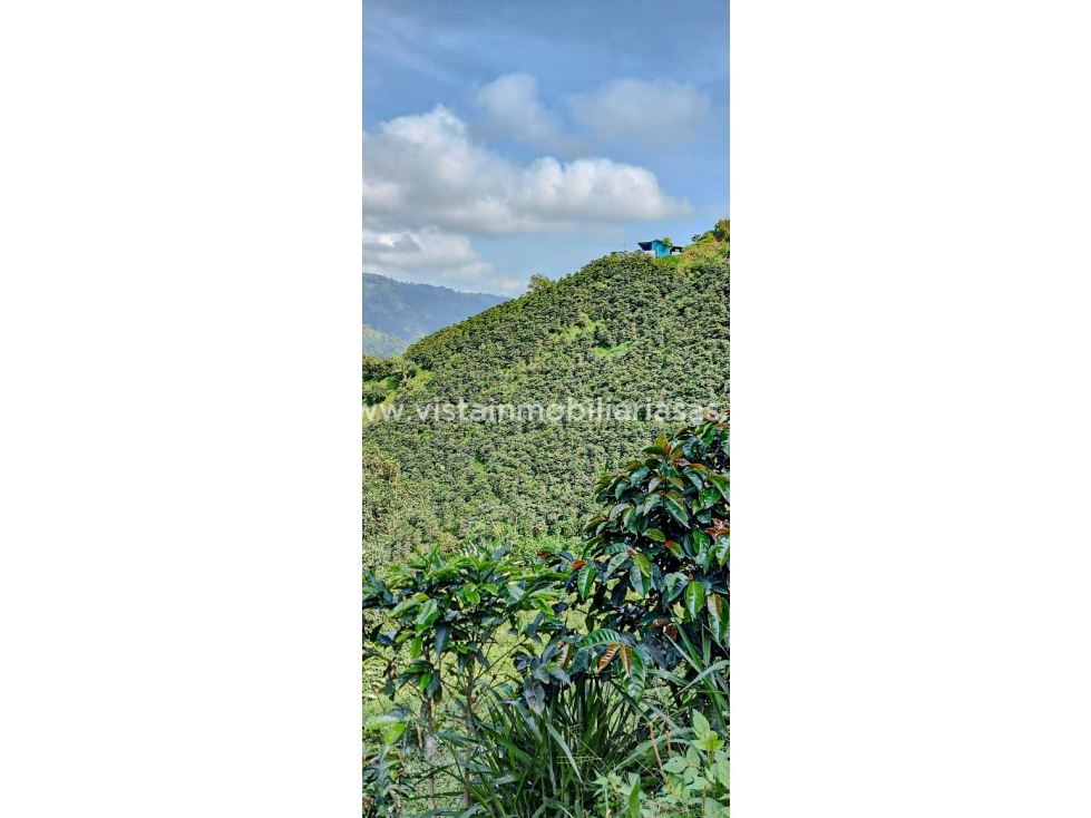 Venta Finca Vereda Llanitos, Villamaría - 4