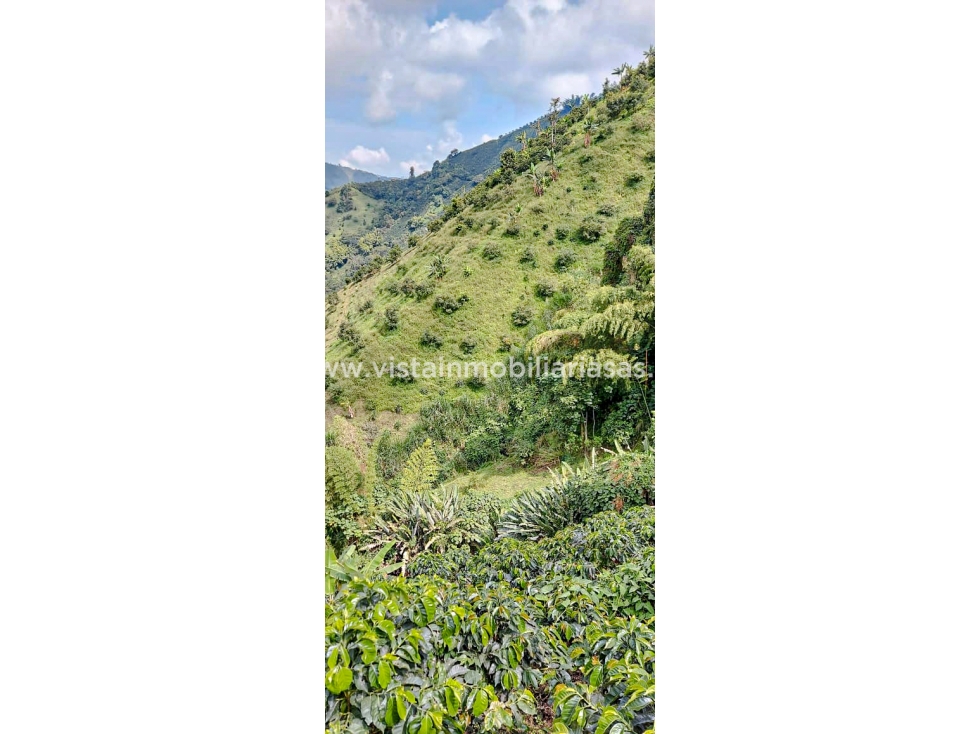 Venta Finca Vereda Llanitos, Villamaría - 5