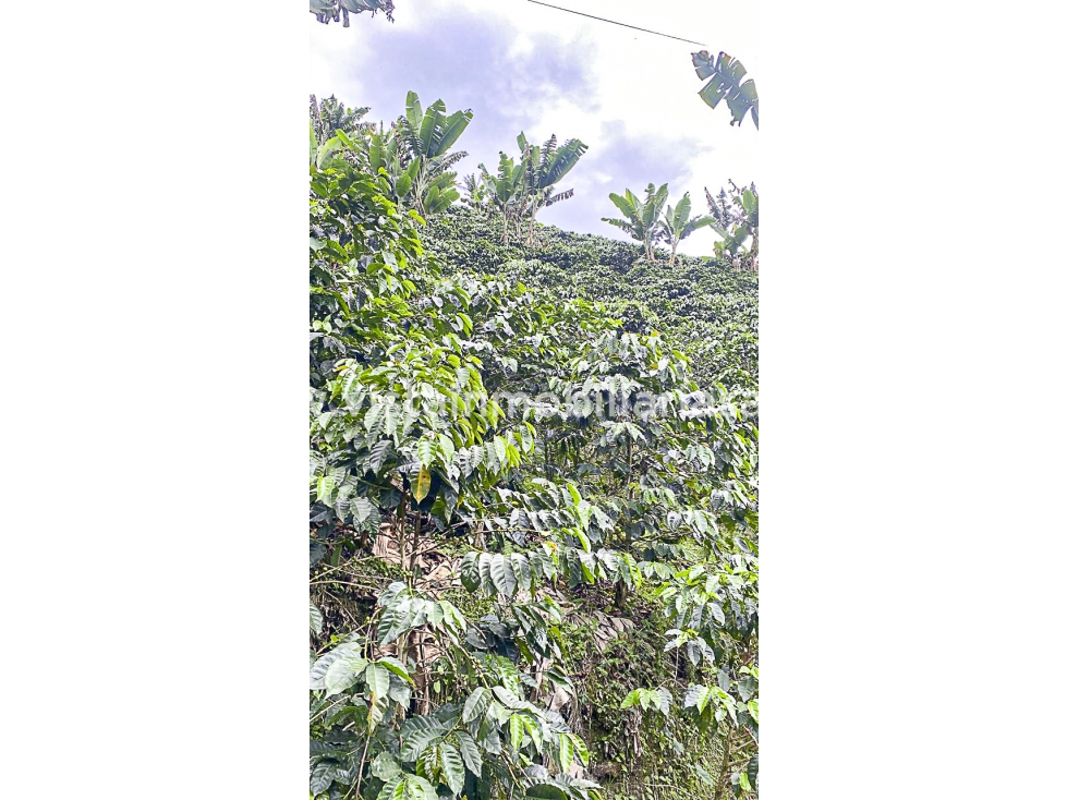 Venta Finca Chinchina, Caldas — foto 5